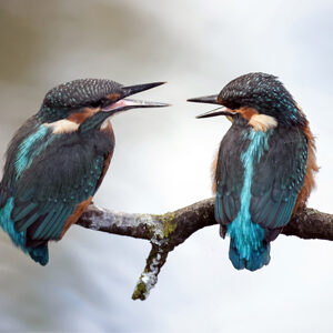 Lezing IJsvogels in je achtertuin