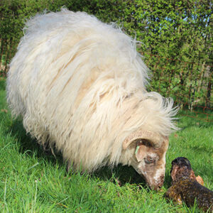 Schapen knippen