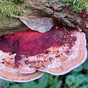 Paddenstoelen excursie