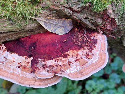 Paddenstoelen excursie